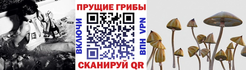Галлюциногенные грибы прущие грибы  Купить закладки  Кинель 